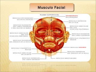 Musculo FacialMusculo Facial
 