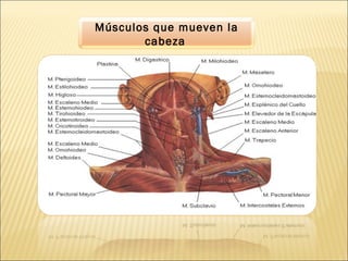 Músculos que mueven la
cabeza
 