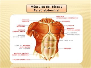 Músculos del Tórax y
Pared abdominal
 