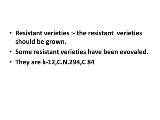 • Resistant verieties :- the resistant verieties
should be grown.
• Some resistant verieties have been evovaled.
• They are k-12,C.N.294,C 84
 