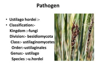 Pathogen
• Ustilago hordei :-
• Classification:-
Kingdom :-fungi
Division:- besidiomycota
Class:- ustilaginomycetes
Order:-ustilaginales
Genus:- ustilago
Species :-u.hordei
 