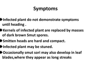 Symptoms
uInfected plant do not demonstrate symptoms
until heading .
uKernels of infected plant are replaced by masses
of dark brown Smut spores.
uSmitten heads are hard and compact.
uInfected plant may be stuned.
uOccasionally smut sori may also develop in leaf
blades,where they appear as long streaks
 