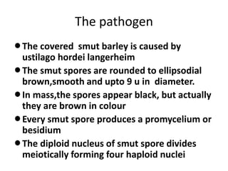 The pathogen
lThe covered smut barley is caused by
ustilago hordei langerheim
lThe smut spores are rounded to ellipsodial
brown,smooth and upto 9 u in diameter.
lIn mass,the spores appear black, but actually
they are brown in colour
lEvery smut spore produces a promycelium or
besidium
lThe diploid nucleus of smut spore divides
meiotically forming four haploid nuclei
 