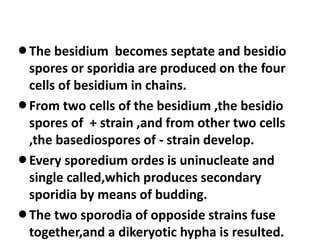 lThe besidium becomes septate and besidio
spores or sporidia are produced on the four
cells of besidium in chains.
lFrom two cells of the besidium ,the besidio
spores of + strain ,and from other two cells
,the basediospores of - strain develop.
lEvery sporedium ordes is uninucleate and
single called,which produces secondary
sporidia by means of budding.
lThe two sporodia of opposide strains fuse
together,and a dikeryotic hypha is resulted.
 