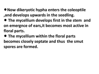 lNow dikeryotic hypha enters the coleoptile
,and develops upwards in the seedling.
l The mycellium develops first in the stem and
on emergnce of ears,it becomes most active in
floral parts.
l The mycellium within the floral parts
becomes closely septate and thus the smut
spores are formed.
 