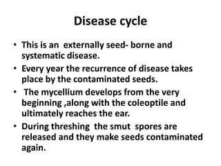 Disease cycle
• This is an externally seed- borne and
systematic disease.
• Every year the recurrence of disease takes
place by the contaminated seeds.
• The mycellium develops from the very
beginning ,along with the coleoptile and
ultimately reaches the ear.
• During threshing the smut spores are
released and they make seeds contaminated
again.
 