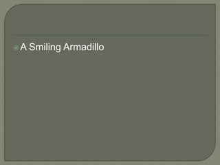 A Smiling Armadillo
 