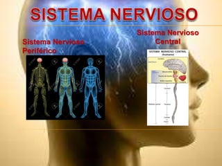 Sistema Nervioso
CentralSistema Nervioso
Periférico
 
