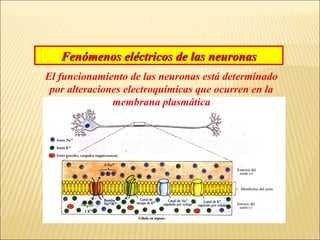 Fenómenos eléctricos de las neuronas
El funcionamiento de las neuronas está determinado
por alteraciones electroquímicas que ocurren en la
membrana plasmática

 