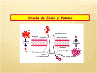 Bomba de Sodio y Potasio

 