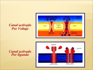 Canal activado
Por Voltaje

Canal activado
Por ligando

 
