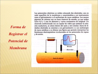 Forma de
Registrar el
Potencial de
Membrana

 