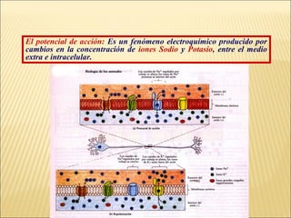El potencial de acción: Es un fenómeno electroquímico producido por
cambios en la concentración de iones Sodio y Potasio, entre el medio
extra e intracelular.

 
