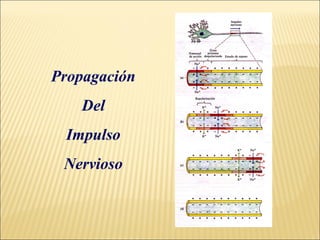 Propagación
Del
Impulso
Nervioso

 