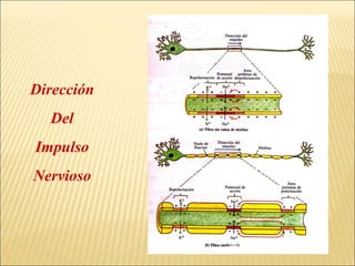 Dirección
Del
Impulso
Nervioso

 