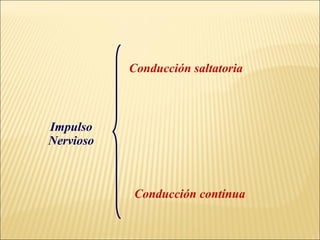 Conducción saltatoria

Impulso
Nervioso

Conducción contínua

 