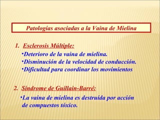 Patologías asociadas a la Vaina de Mielina
1. Esclerosis Múltiple:
•Deterioro de la vaina de mielina.
•Disminución de la velocidad de conducción.
•Dificultad para coordinar los movimientos
2. Síndrome de Guillain-Barré:
•La vaina de mielina es destruída por acción
de compuestos tóxico.

 