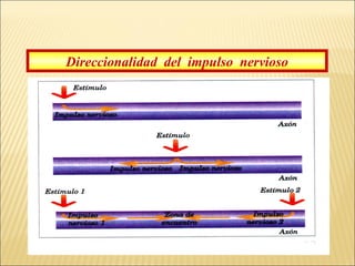 Direccionalidad del impulso nervioso

 