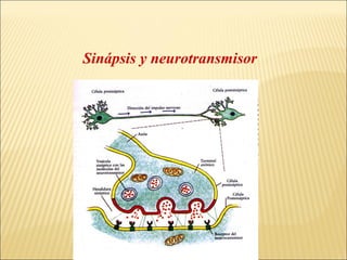 Sinápsis y neurotransmisor

 