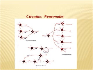 Circuitos Neuronales

 