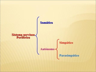 Somático

Sistema nervioso
Periférico
Simpático
Autónomo
Parasimpático

 