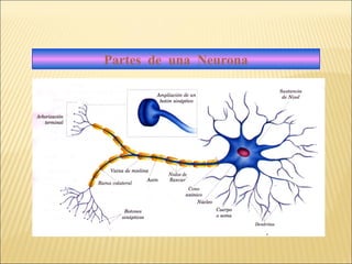 Partes de una Neurona

 