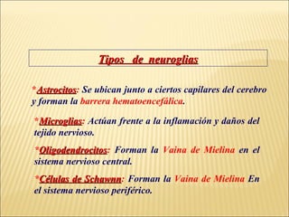 Tipos de neuroglias
*Astrocitos: Se ubican junto a ciertos capilares del cerebro
Astrocitos
y forman la barrera hematoencefálica.
*Microglias: Actúan frente a la inflamación y daños del
Microglias
tejido nervioso.
*Oligodendrocitos: Forman la Vaina de Mielina en el
Oligodendrocitos
sistema nervioso central.
*Células de Schawnn: Forman la Vaina de Mielina En
Schawnn
el sistema nervioso periférico.

 