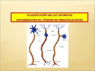 CLASIFICACIÓN DE LAS NEURONAS
CONSIDERANDO EL NÚMERO DE PROLONGACIONES

 