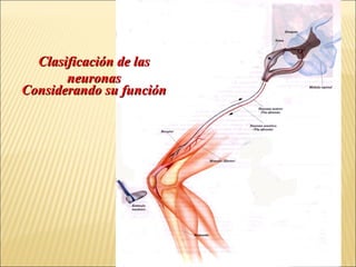 Clasificación de las
neuronas
Considerando su función

 