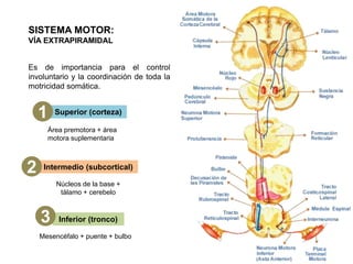 Médula espinal, tronco encefalico y sistema motor 