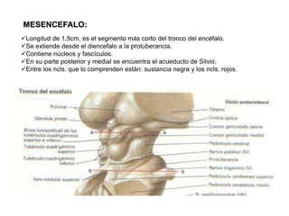Médula espinal, tronco encefalico y sistema motor 