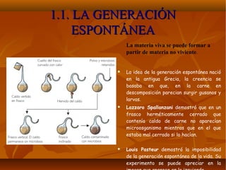 1.1. LA GENERACIÓN1.1. LA GENERACIÓN
ESPONTÁNEAESPONTÁNEA
La materia viva se puede formar a
partir de materia no viviente.
 La idea de la generación espontánea nació
en la antigua Grecia, la creencia se
basaba en que, en la carne en
descomposición parecian surgir gusanos y
larvas.
 Lazzaro Spallanzani demostró que en un
frasco herméticamente cerrado que
contenía caldo de carne no aparecían
microosganismo mientras que en el que
estaba mal cerrado si lo hacían.
 Louis Pasteur demostró la imposibilidad
de la generación espontánea de la vida. Su
experimento se puede apreciar en la
 