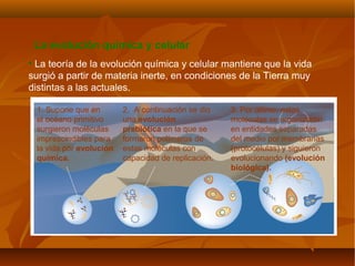 1. Supone que en
el océano primitivo
surgieron moléculas
imprescindibles para
la vida por evolución
química.
2. A continuación se dio
una evolución
prebiótica en la que se
formaron polímeros de
estas moléculas con
capacidad de replicación.
3. Por último, estas
moléculas se organizaron
en entidades separadas
del medio por membranas
(protocélulas) y siguieron
evolucionando (evolución
biológica).
• La teoría de la evolución química y celular mantiene que la vida
surgió a partir de materia inerte, en condiciones de la Tierra muy
distintas a las actuales.
La evolución química y celular
 