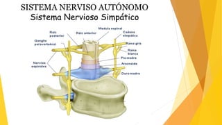 SISTEMA NERVISO AUTÓNOMO
Sistema Nervioso Simpático
 