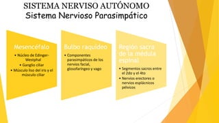 Mesencéfalo
• Núcleo de Edinger-
Westphal
• Ganglio ciliar
• Músculo liso del iris y el
músculo ciliar
Bulbo raquídeo
• Componentes
parasimpáticos de los
nervios facial,
glosofaríngeo y vago
Región sacra
de la médula
espinal
• Segmentos sacros entre
el 2do y el 4to
• Nervios erectores o
nervios esplácnicos
pélvicos
SISTEMA NERVISO AUTÓNOMO
Sistema Nervioso Parasimpático
 
