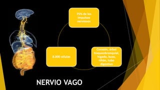 El nervio vago (X)
tiene la distribución
mas amplia del SNP,
siendo responsable
del 75% de la
actividad
parasimpática.
75% de los
impulsos
nerviosos
Corazón, árbol
traqueobronquial,
hígado, bazo,
riñón, tubo
digestivo
8.000 células
NERVIO VAGO
 