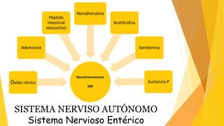 Neurotransmisores
SNE
Óxido nítrico
Adenosina
Péptido
intestinal
vasoactivo
Noradrenalina
Acetilcolina
Serotonina
Sustancia P
SISTEMA NERVISO AUTÓNOMO
Sistema Nervioso Entérico
 