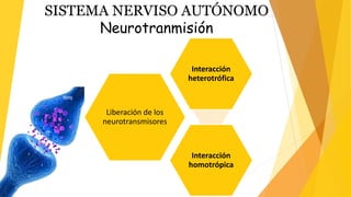 SISTEMA NERVISO AUTÓNOMO
Neurotranmisión
Liberación de los
neurotransmisores
Interacción
heterotrófica
Interacción
homotrópica
 