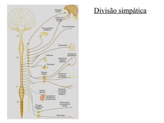Divisão simpática 