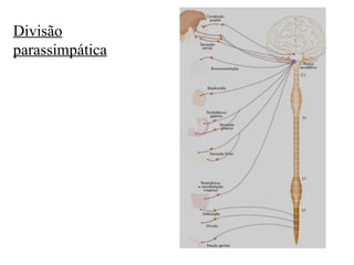 Divisão parassimpática 