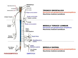 SIMPÁTICA PARASSIMPÁTICA MEDULA TORACO LOMBAR Neurônios pré-ganglionares simpáticos Neurônios motores somáticos  TRONCO ENCEFALICO Neurônios pré-ganglionares parassimpáticos Neurônios motores somáticos  MEDULA SACRAL Neurônios pré-ganglionares parassimpáticos Neurônios motores somáticos  