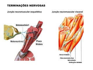 Junção neuromuscular esquelética Junção neuromuscular visceral TERMINAÇÕES NERVOSAS 