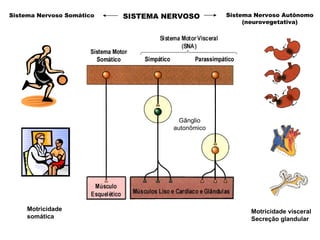 Sistema Nervoso Somático Sistema Nervoso Autônomo (neurovegetativa) Motricidade  somática Motricidade visceral Secreção glandular SISTEMA NERVOSO Gânglio autonômico 