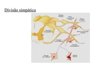 Divisão simpática 