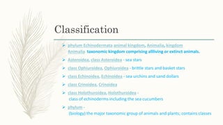 phylum Echinodermata animal kingdom, Animalia, kingdom
Animalia taxonomic kingdom comprising allliving or extinct animal...