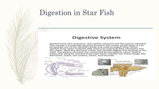 Digestion in Star Fish
 