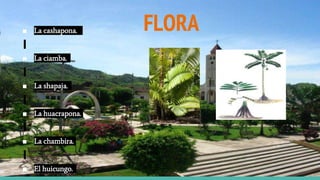 FLORA■ La cashapona.
■ La ciamba.
■ La shapaja.
■ La huacrapona.
■ La chambira.
■ El huicungo.
 