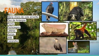 FAUNA
● Mono choro de cola amarilla
● Oso de Anteojos
● Pichis
● Pichiciegos
● Liebres
● Zorros.
● Jote
● Carancho
 