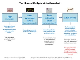 The larvae migrate
through the blood
stream and lodge
between the intestines
and liver, or the vesical
veins in the bladder.
Feeding on red blood
cells, they develop into
adult worms and mate.
The eggs produced by
the worms escape
through the intestines
(in feces) or the bladder
(in urine)
Hatched eggs penetrate
the foot of a freshwater
snail.
Worm eggs released
into the water
By human feces/urine
entering a water
source.
Eggs hatch when
contact with water is
made.
The 12-week Life Cycle of Schistosomiasis
Free-
swimming
larvae
(Sporocysts-stage 1)
Eggs
(miracidia)
Free-
swimming
larvae
(cercariae stage 2)
Adult worms
Images courtesy of Public Health Image Library http://phil.cdc.gov/phil/home.asphttp://www.scienceinschool.org/print/787
Asexual reproduction
from within the snail
produce cercariae.
Transmission to humans
(& other mammals)
occurs by entering
waters containing
infected snails.
 