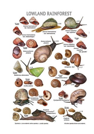 Snail guide - Srilanka